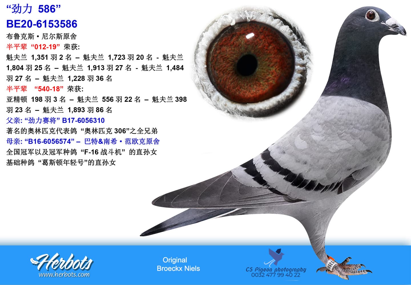 pigeon: undefined