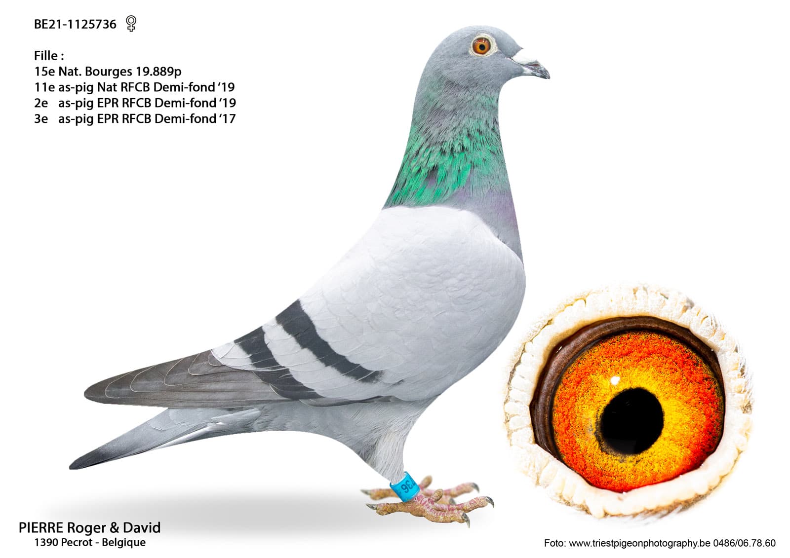 pigeon: undefined
