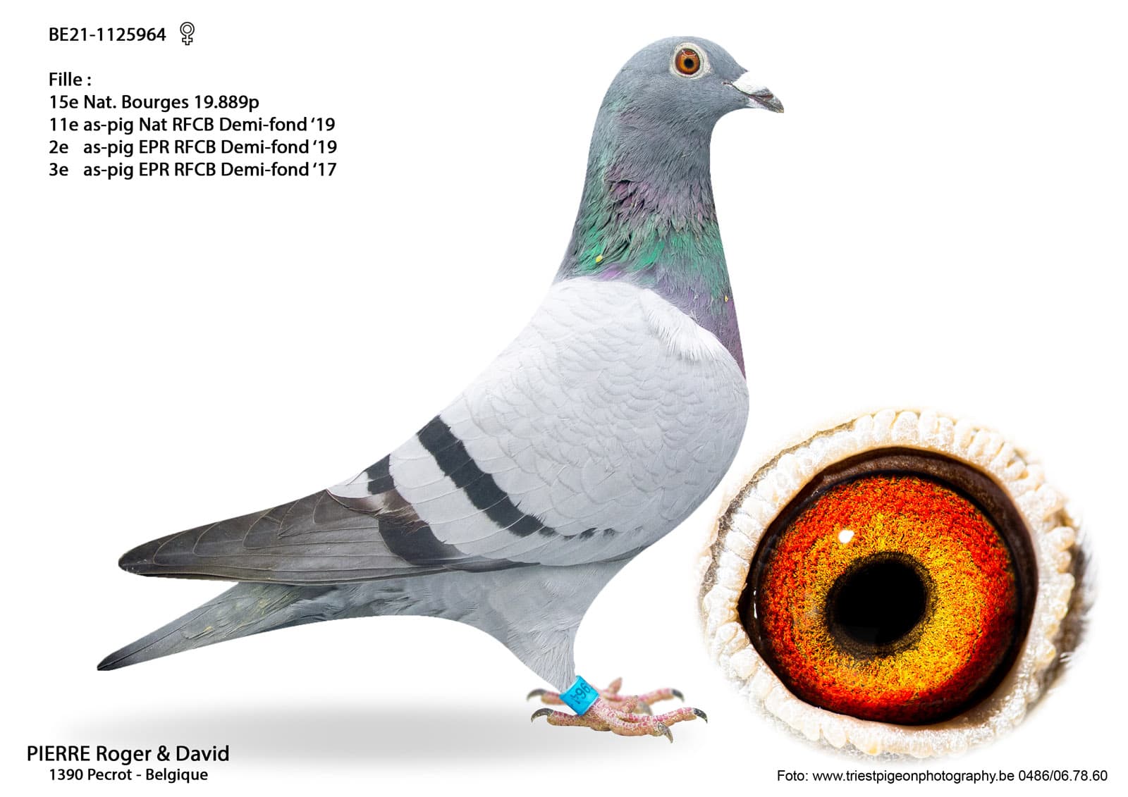 pigeon: undefined
