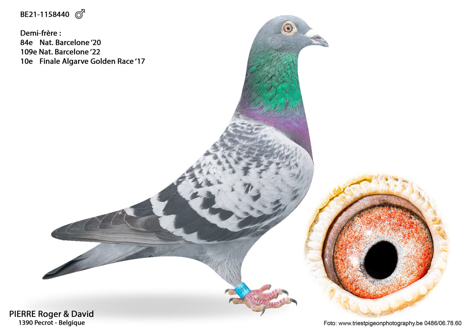 pigeon: undefined