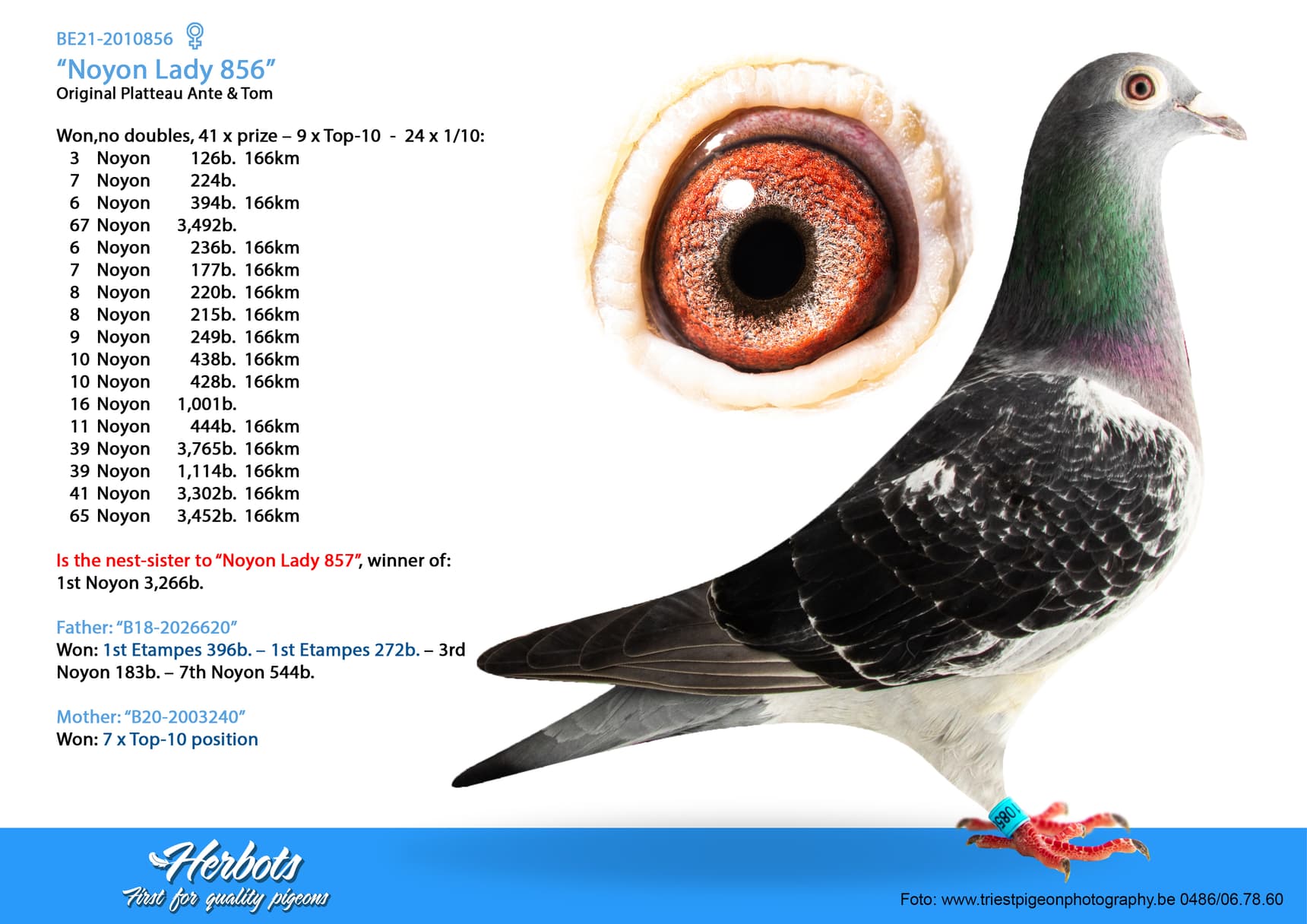 pigeon: undefined