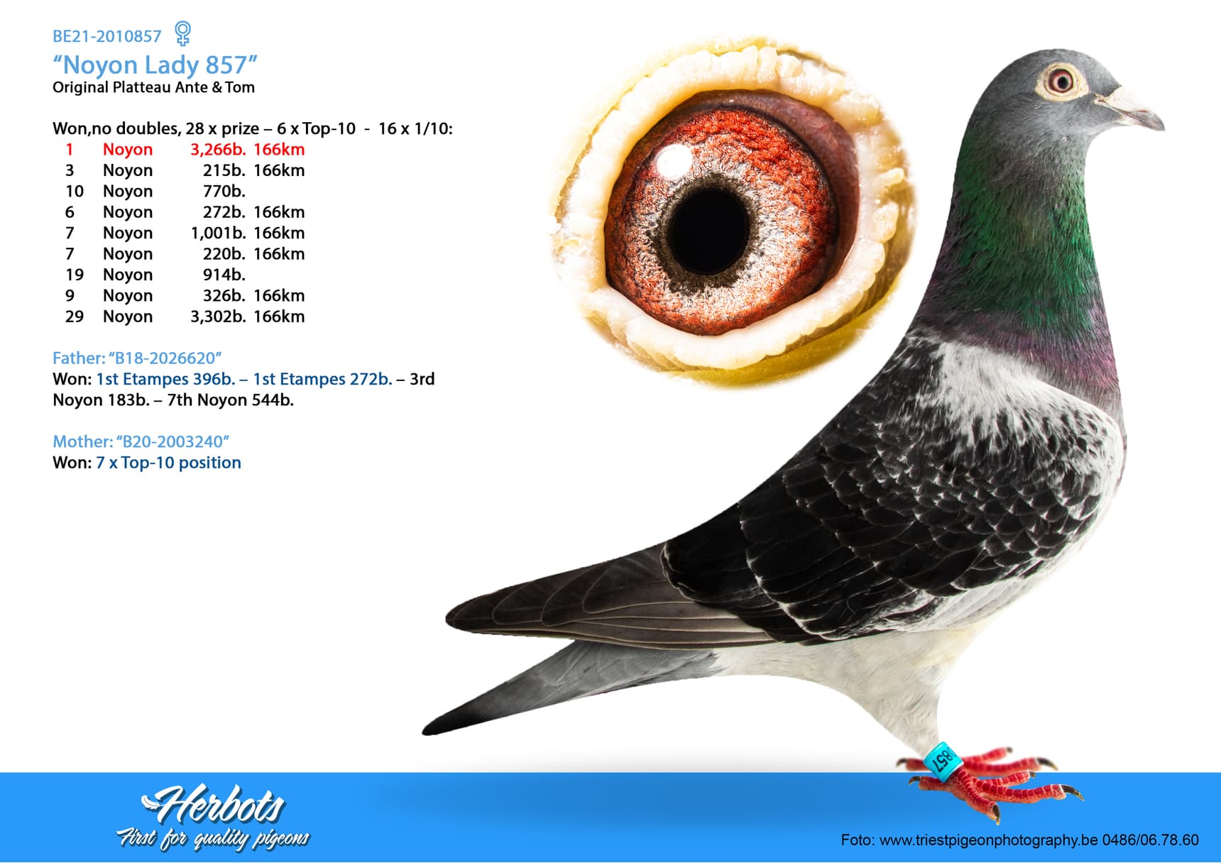 pigeon: undefined