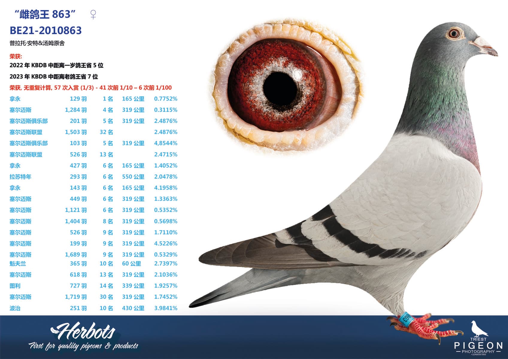 pigeon: undefined