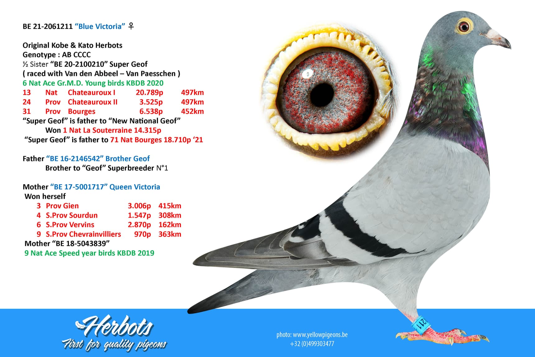 pigeon: undefined