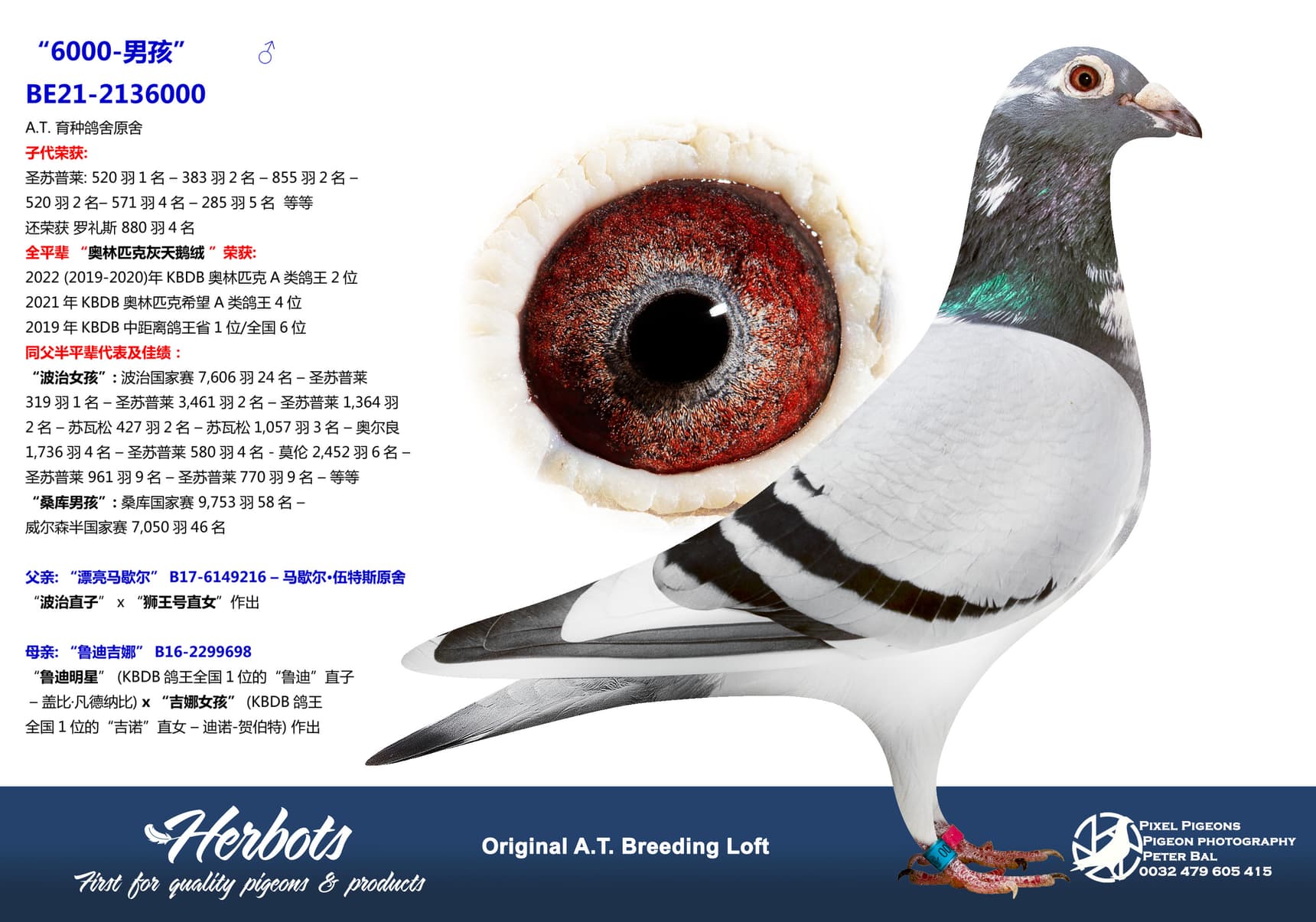 pigeon: undefined