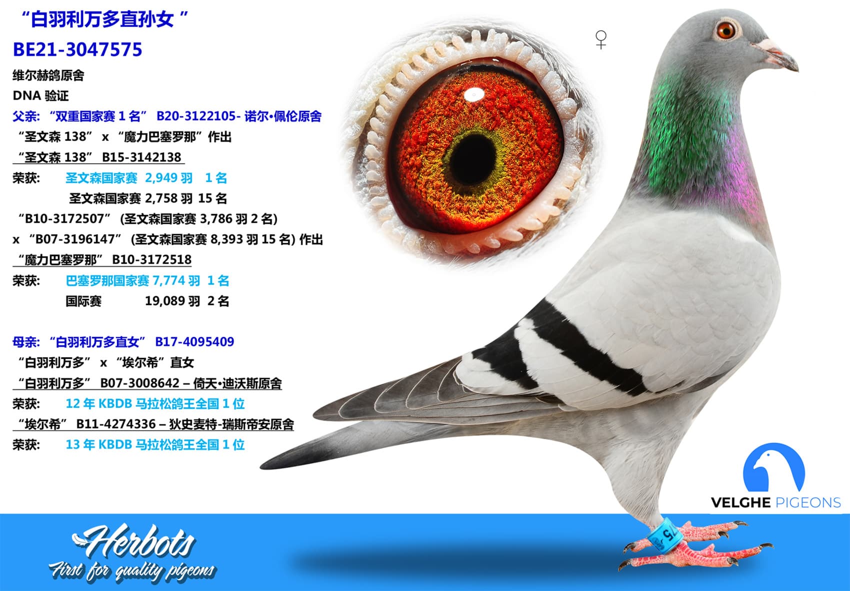 pigeon: undefined