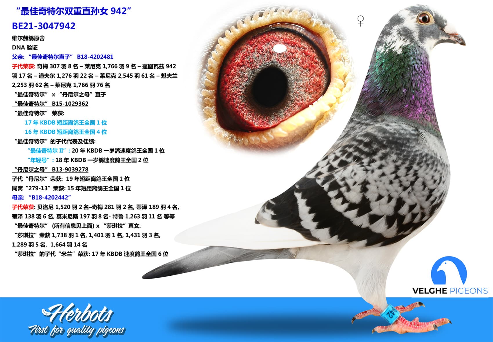 pigeon: undefined