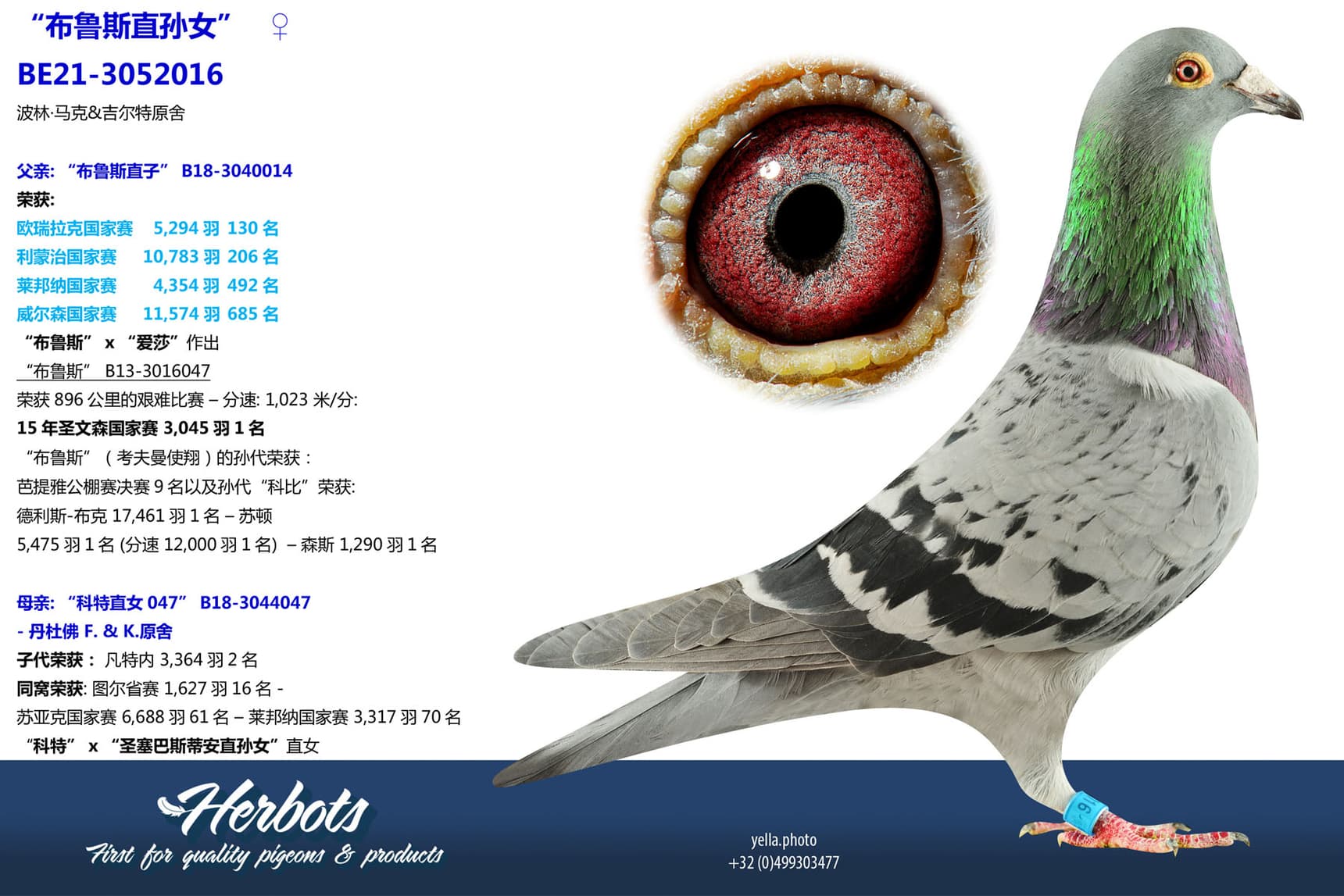 pigeon: undefined