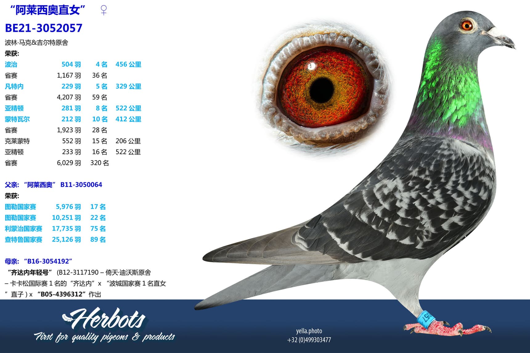 pigeon: undefined