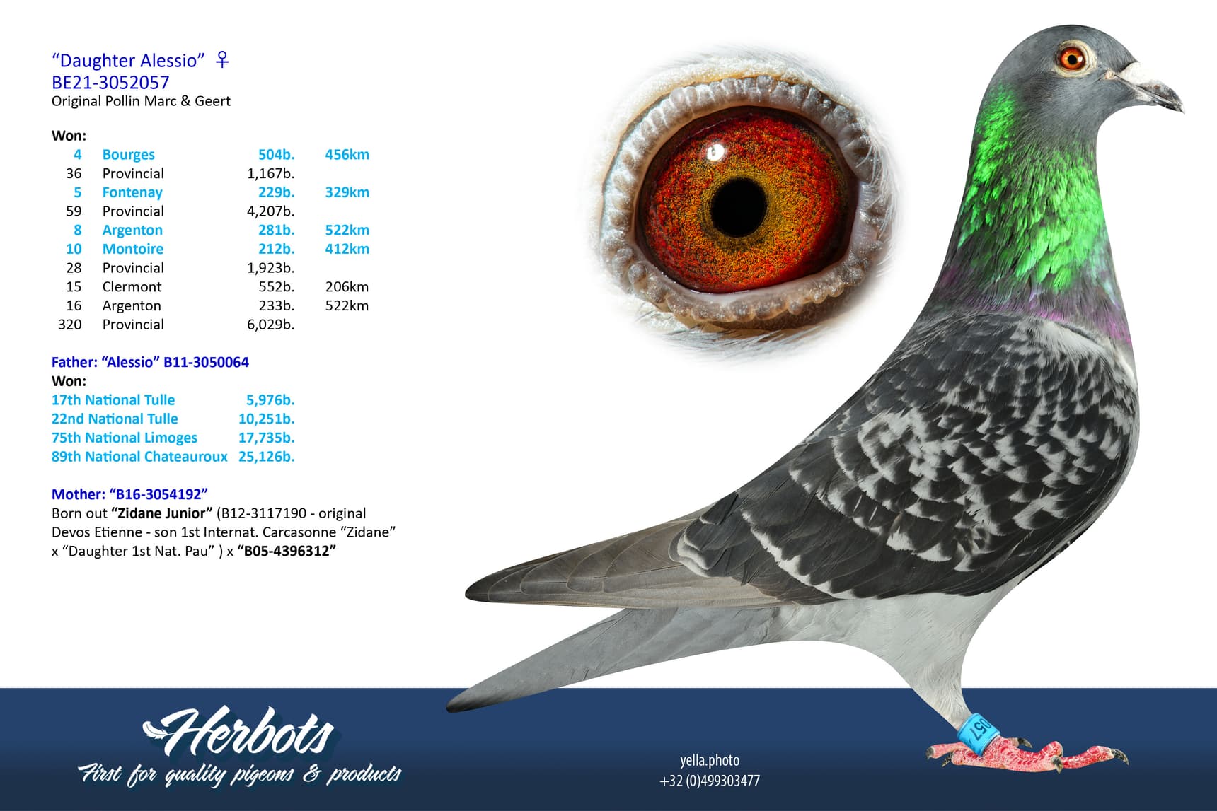 pigeon: undefined