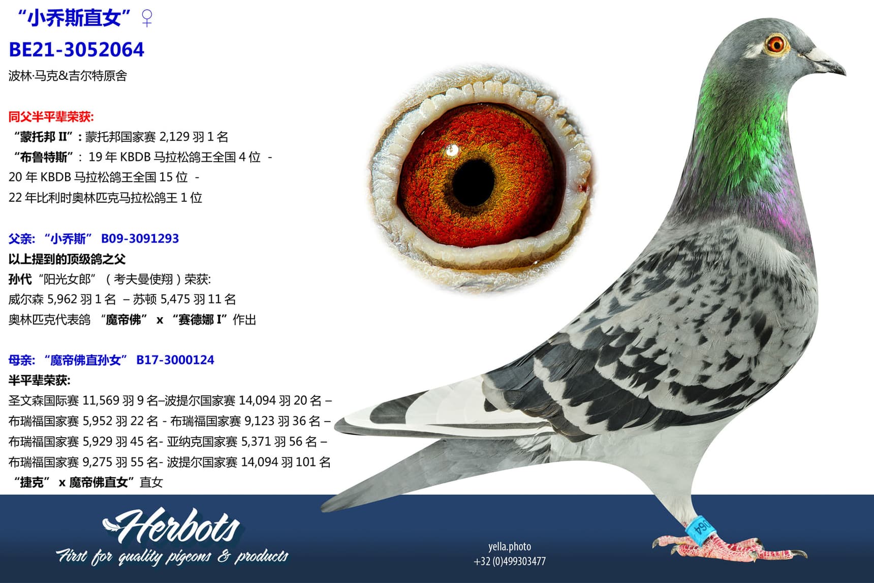 pigeon: undefined