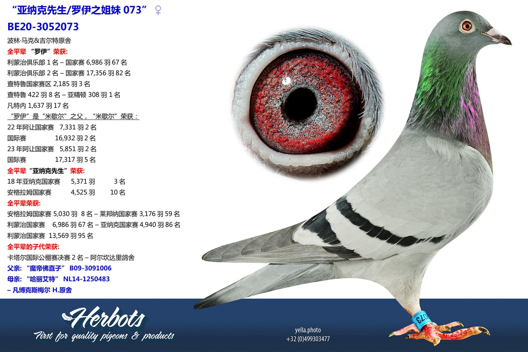 pigeon: undefined
