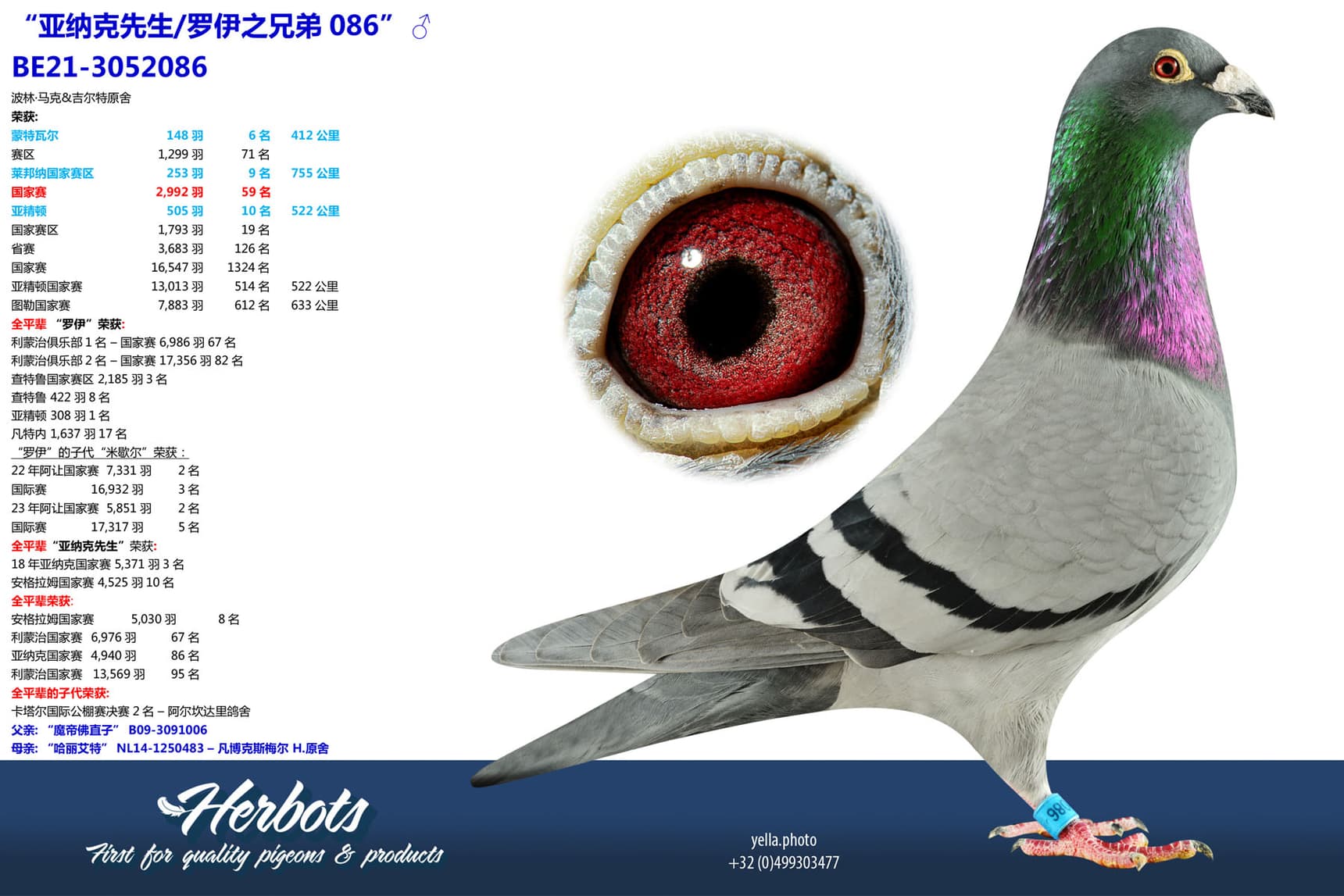 pigeon: undefined