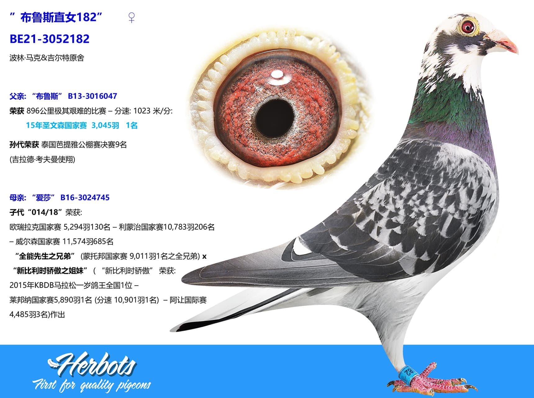 pigeon: undefined
