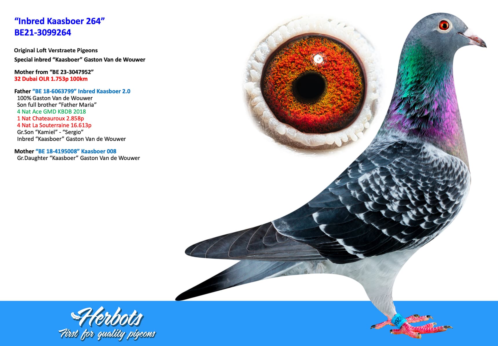 pigeon: undefined