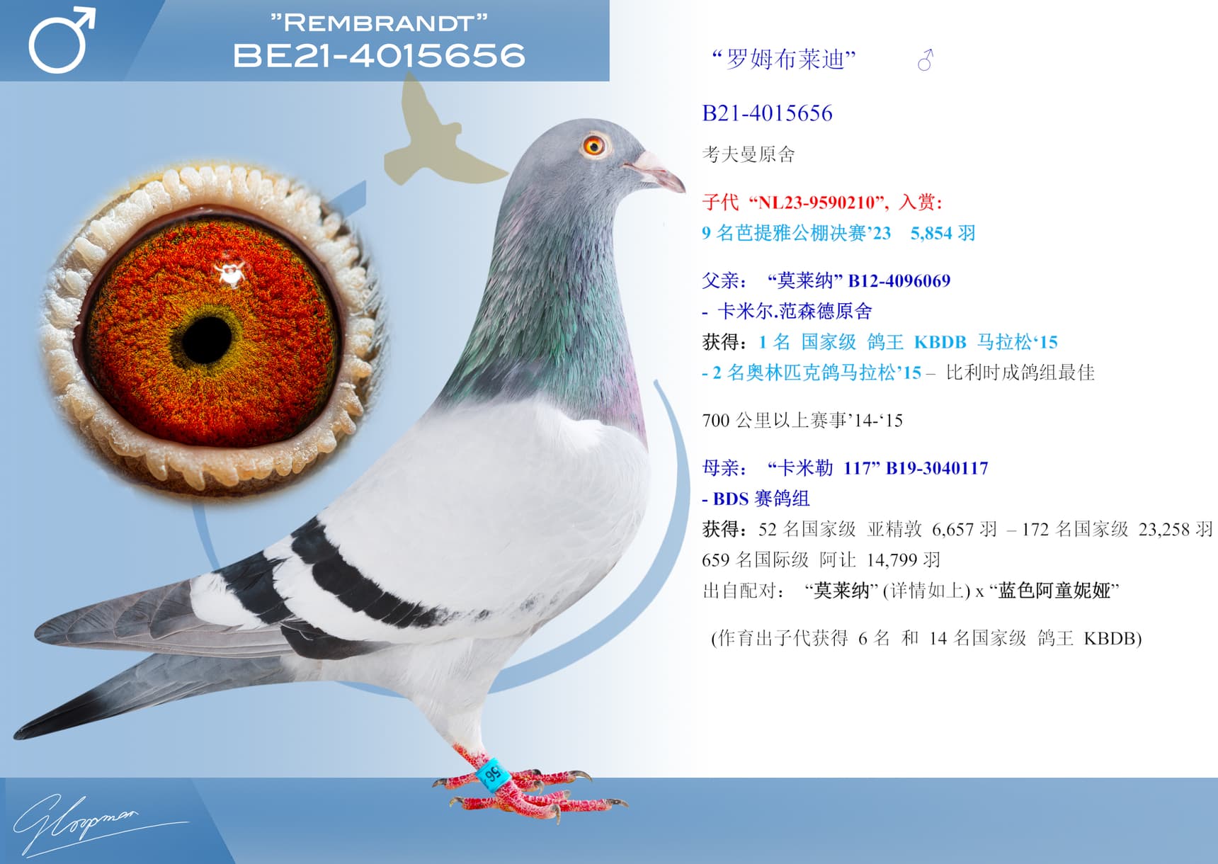 pigeon: undefined