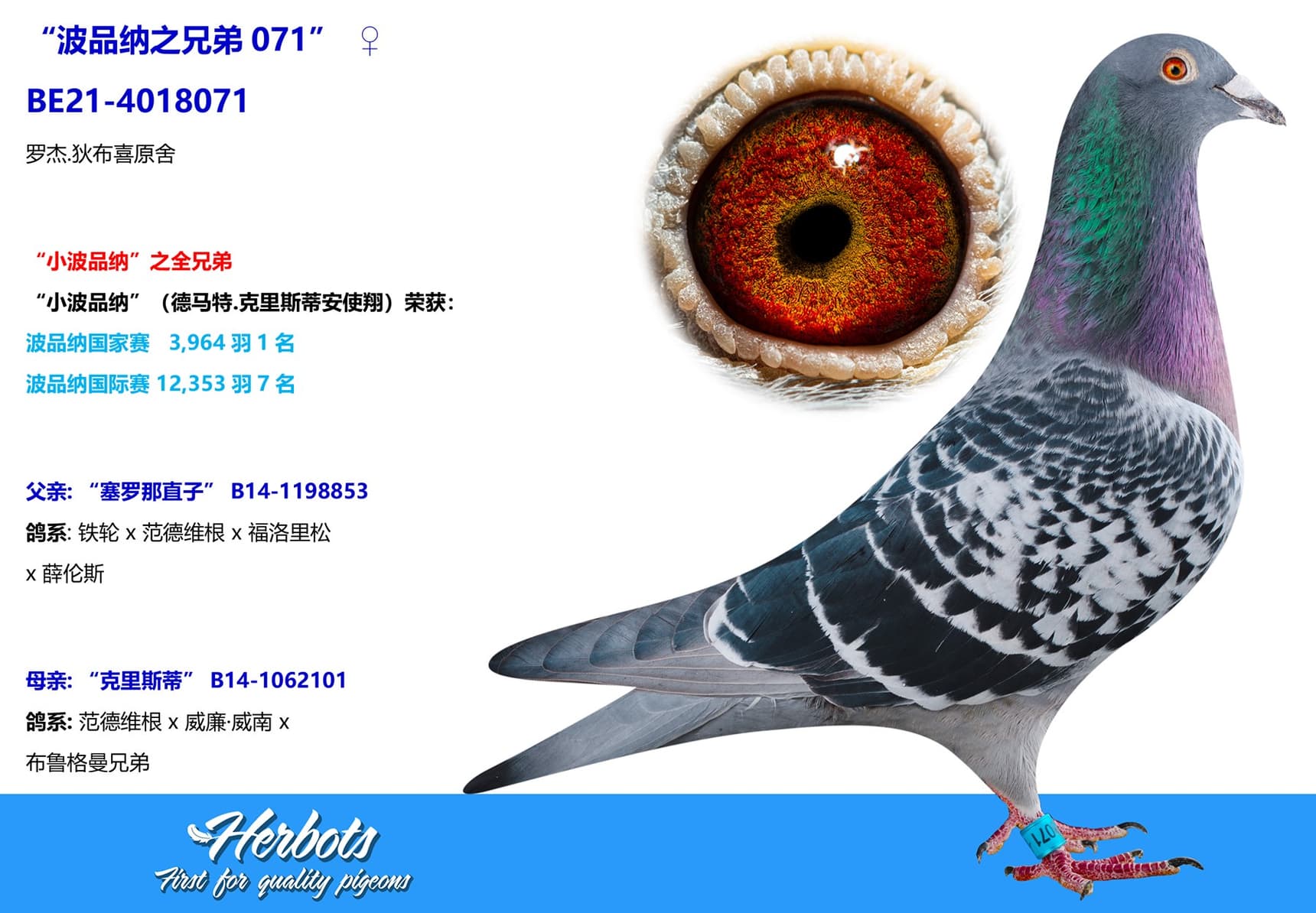 pigeon: undefined