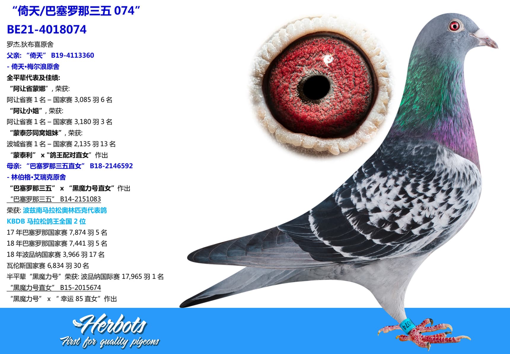 pigeon: undefined