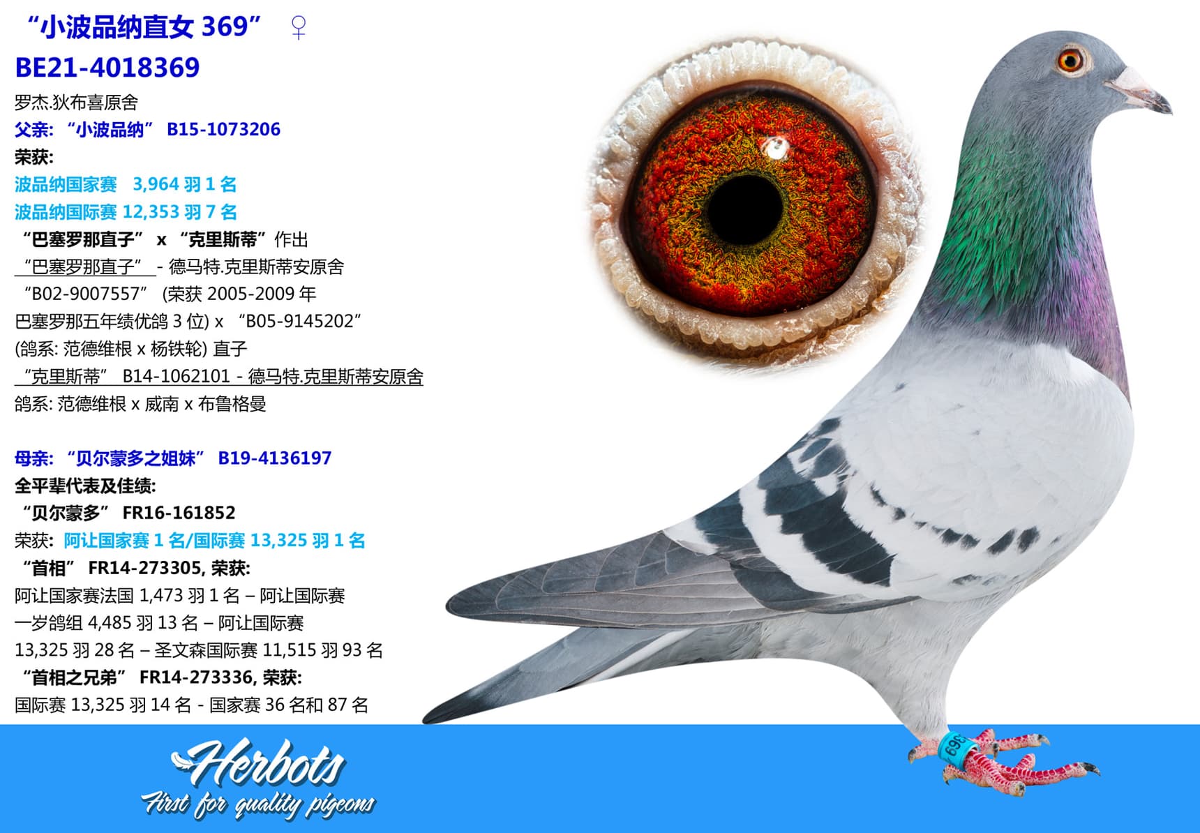 pigeon: undefined