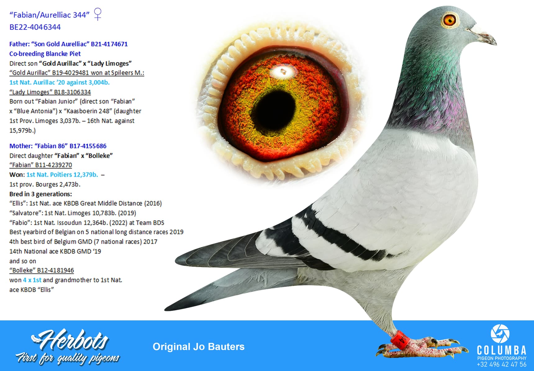pigeon: undefined