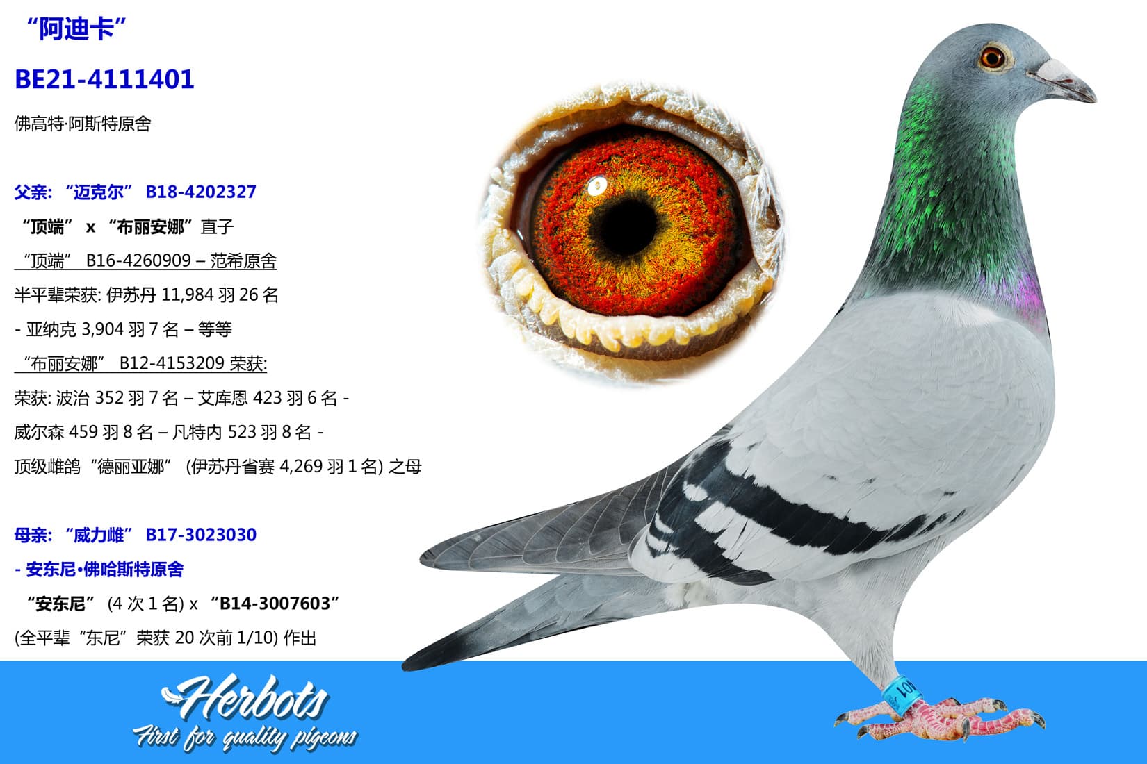 pigeon: undefined