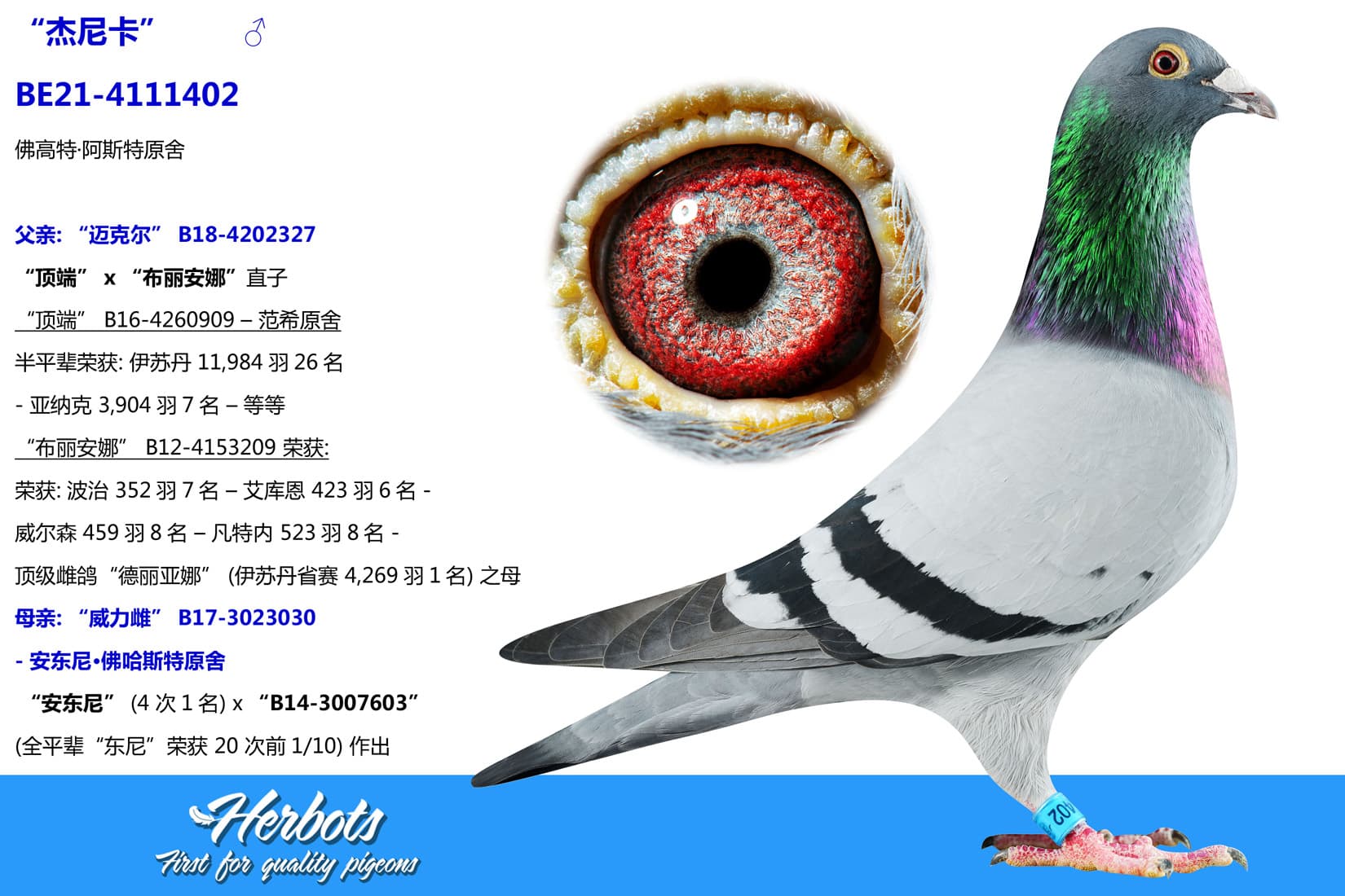 pigeon: undefined