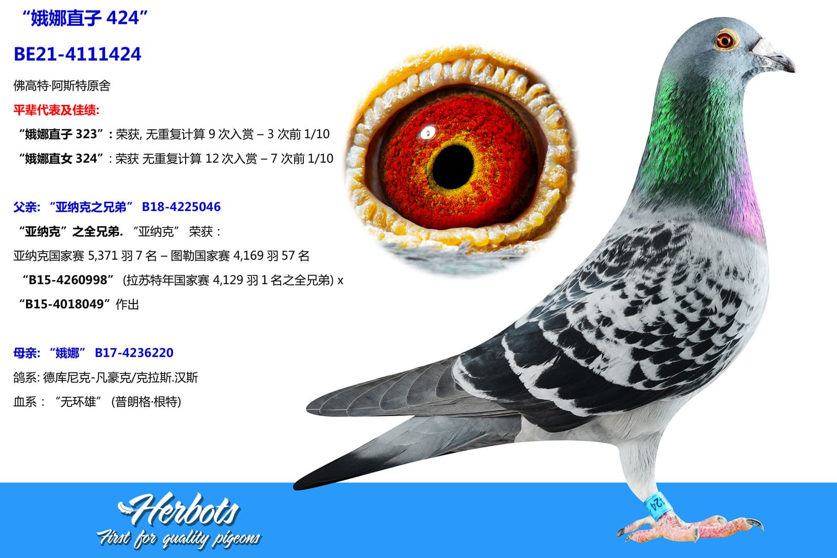 pigeon: undefined