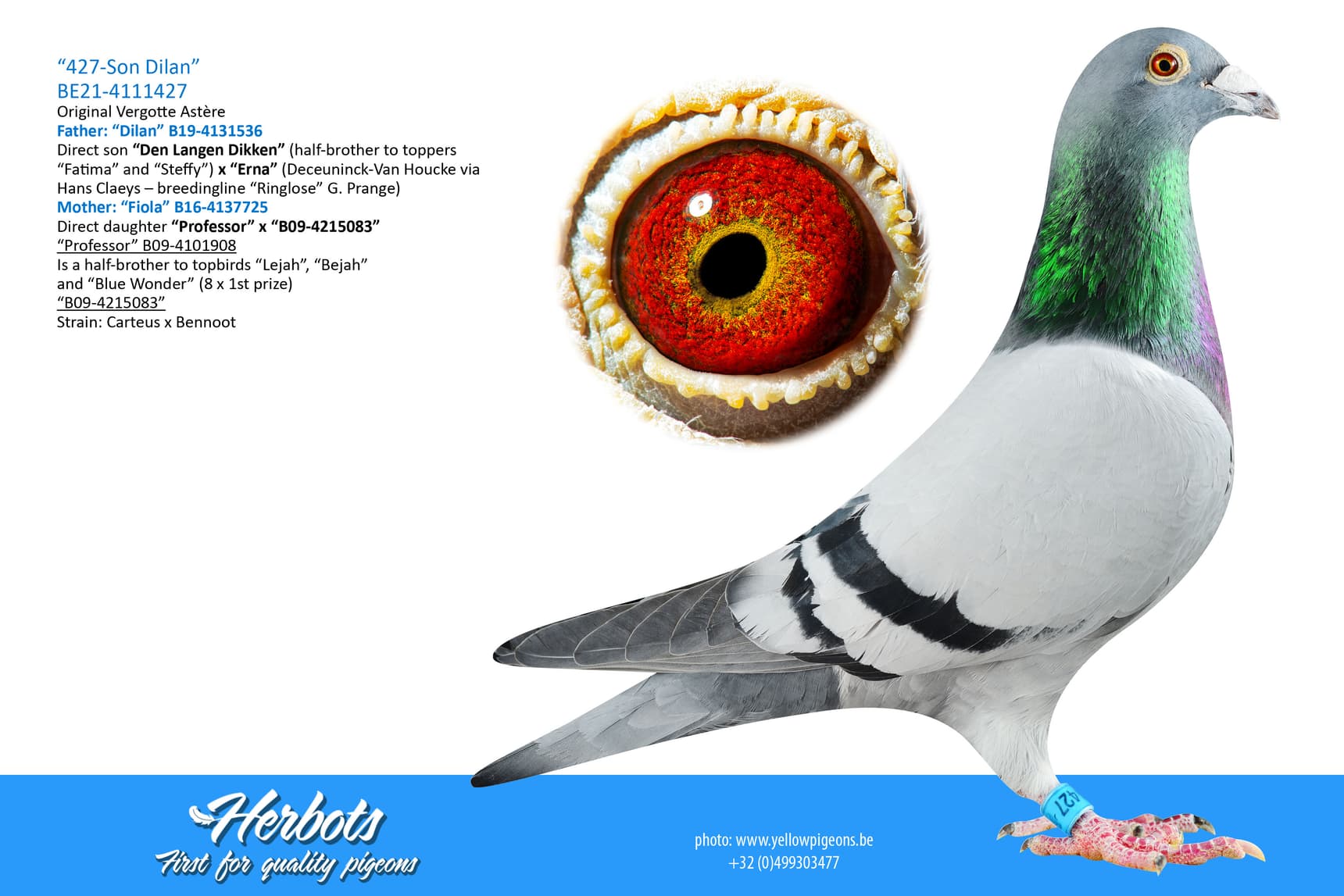 pigeon: undefined