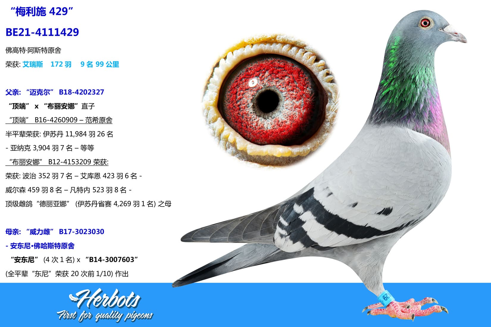 pigeon: undefined