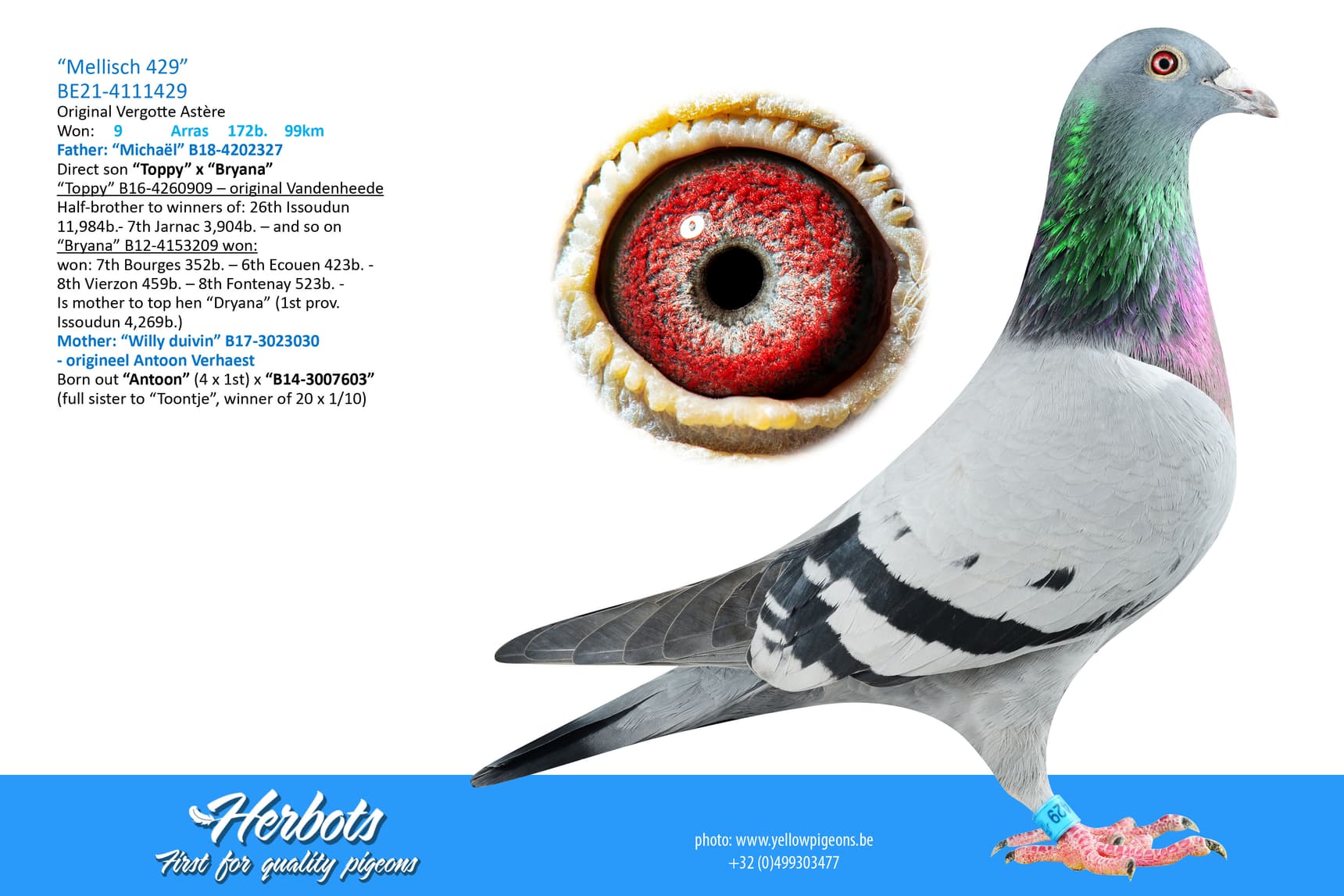 pigeon: undefined