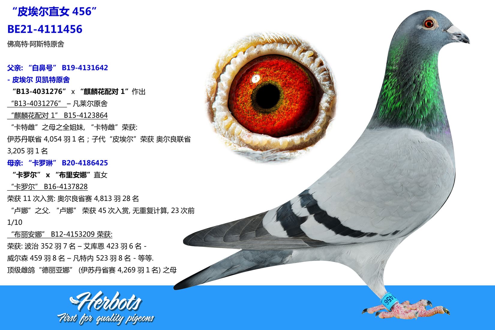 pigeon: undefined