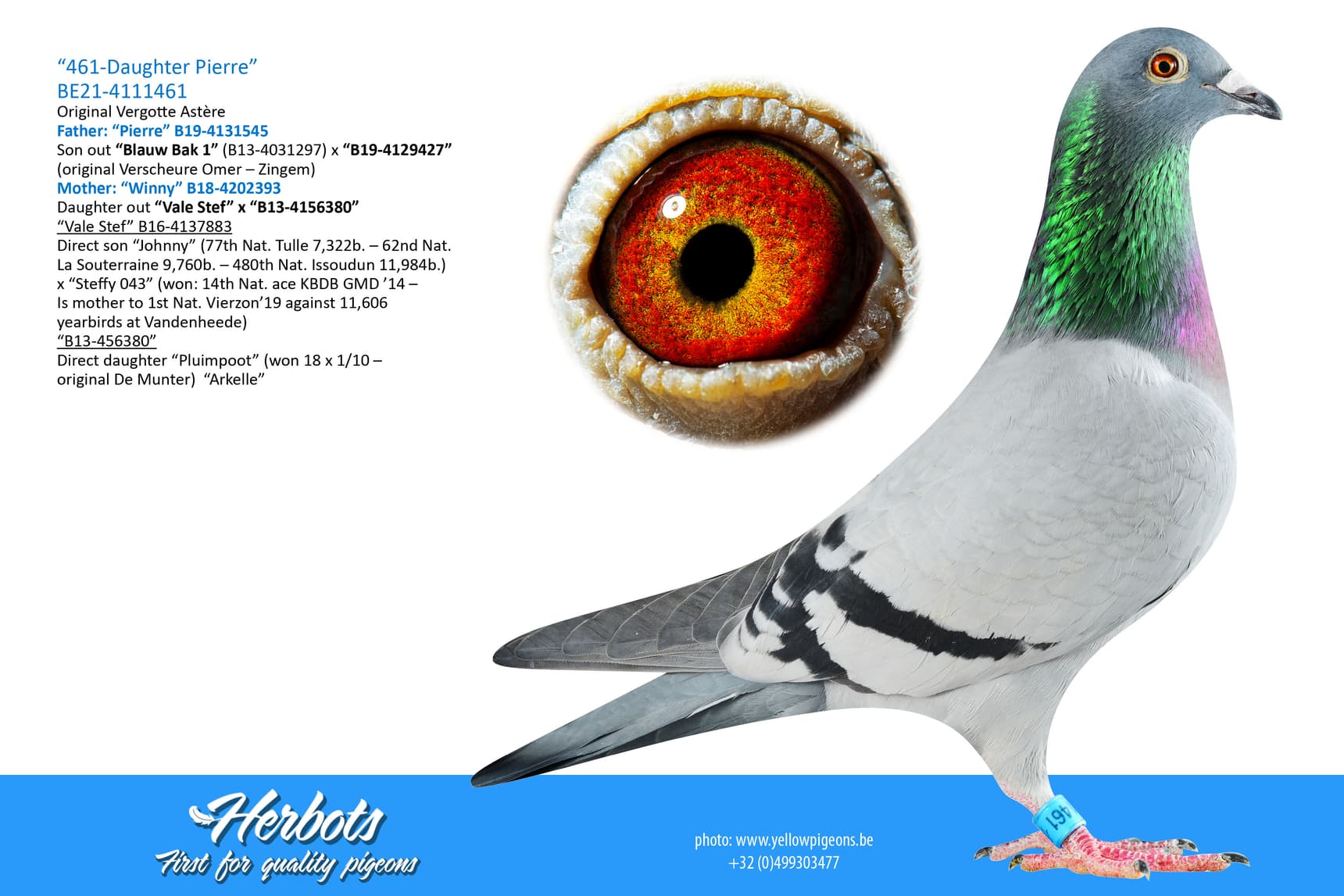 pigeon: undefined