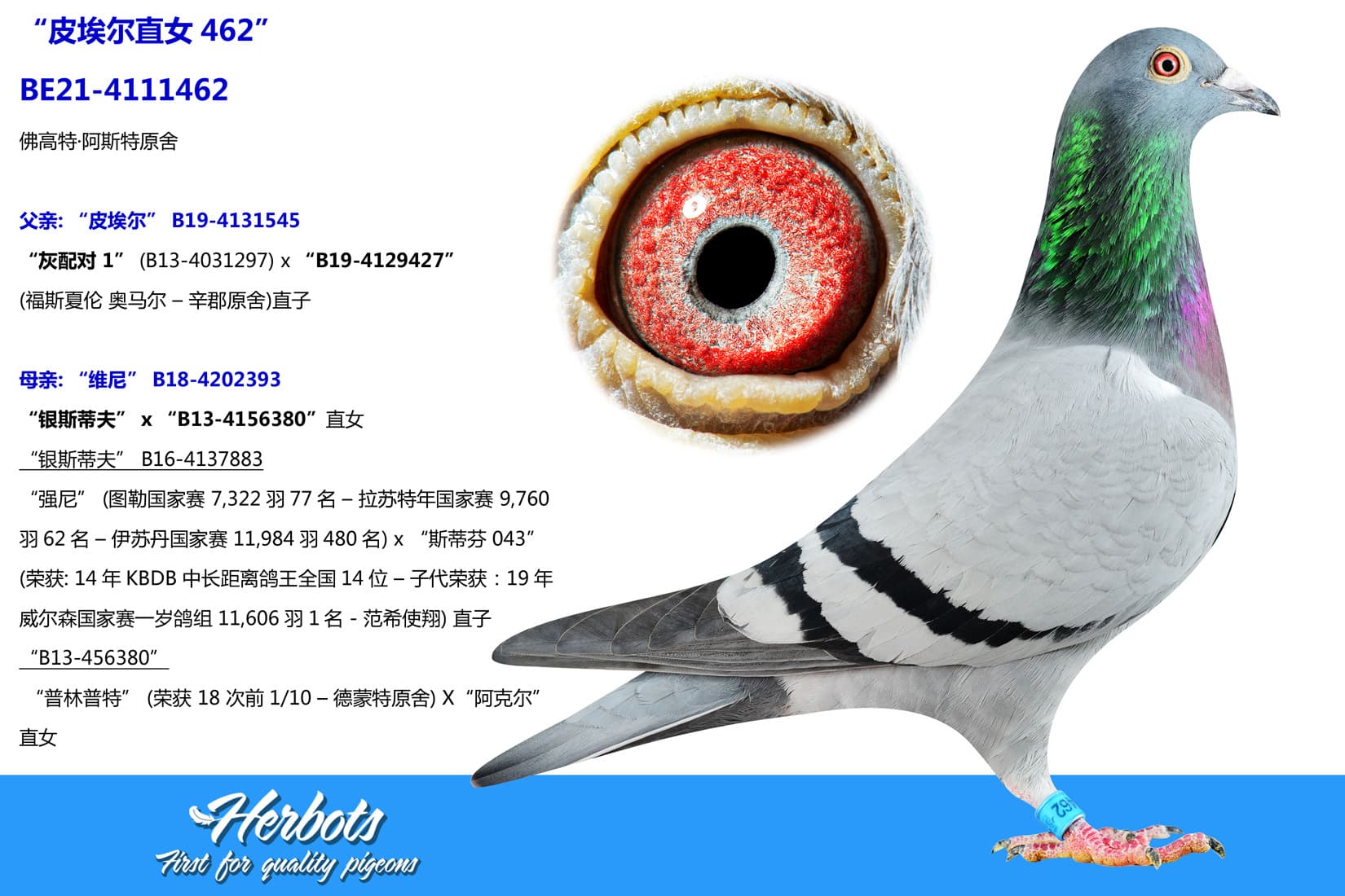 pigeon: undefined