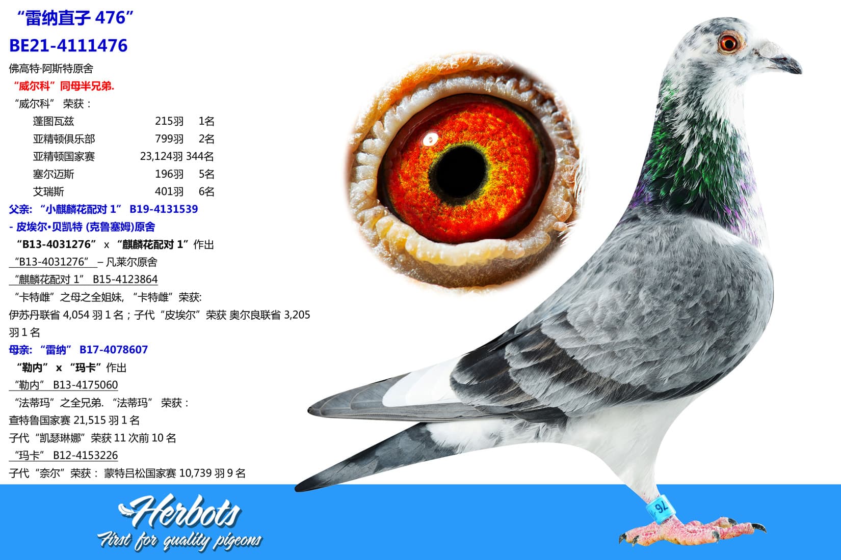 pigeon: undefined