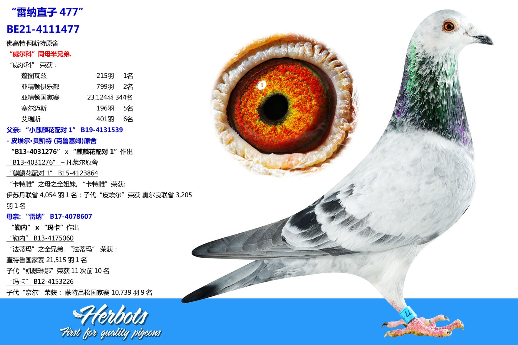 pigeon: undefined
