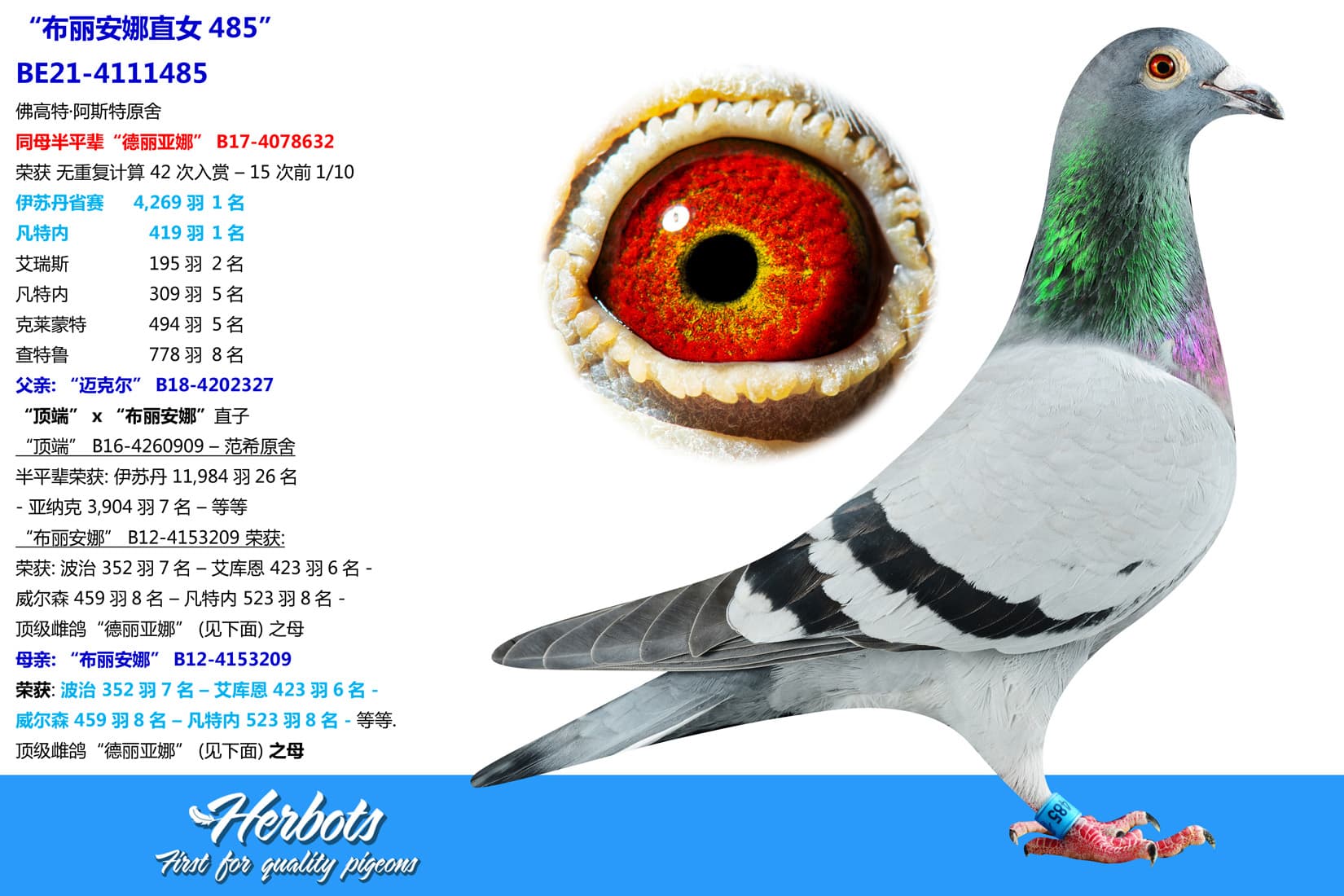 pigeon: undefined