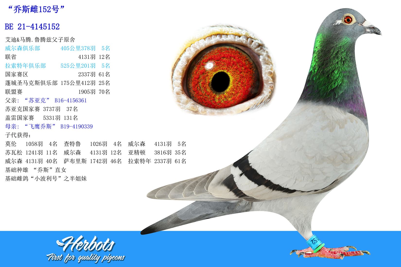 pigeon: undefined