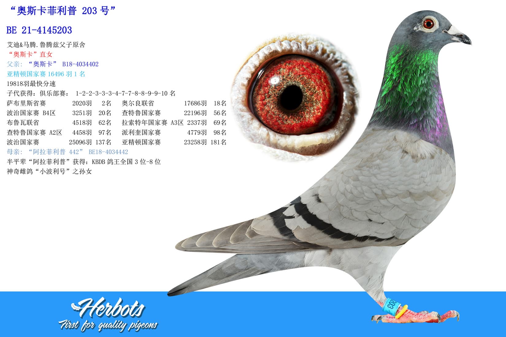 pigeon: undefined