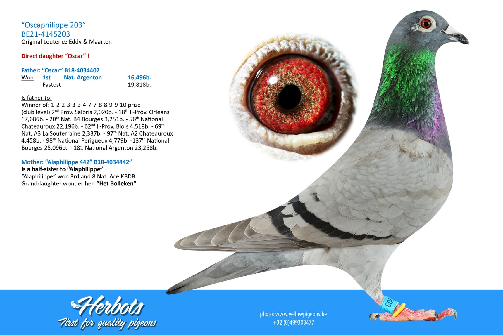 pigeon: undefined