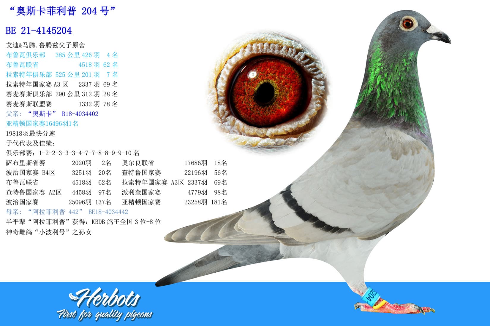pigeon: undefined
