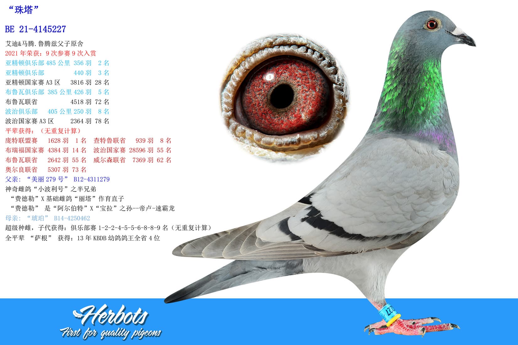 pigeon: undefined