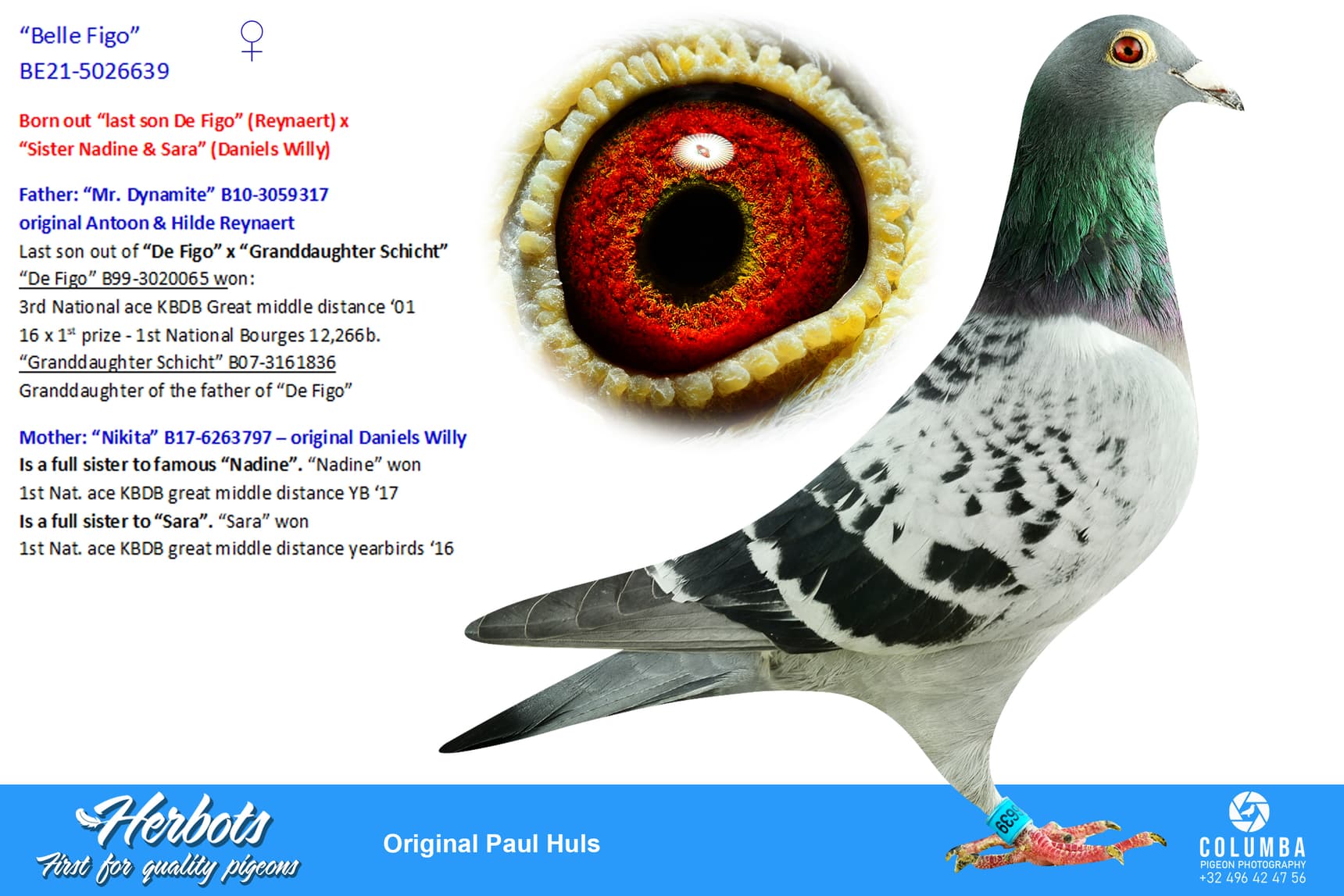 pigeon: undefined