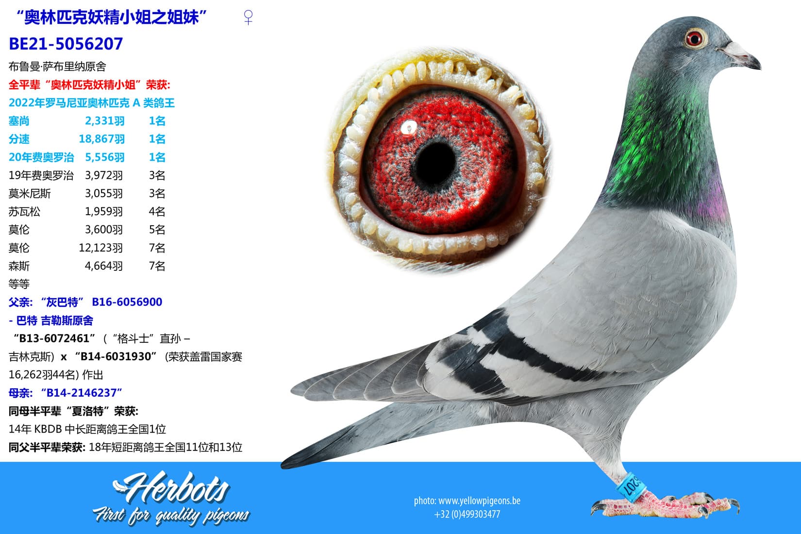 pigeon: undefined