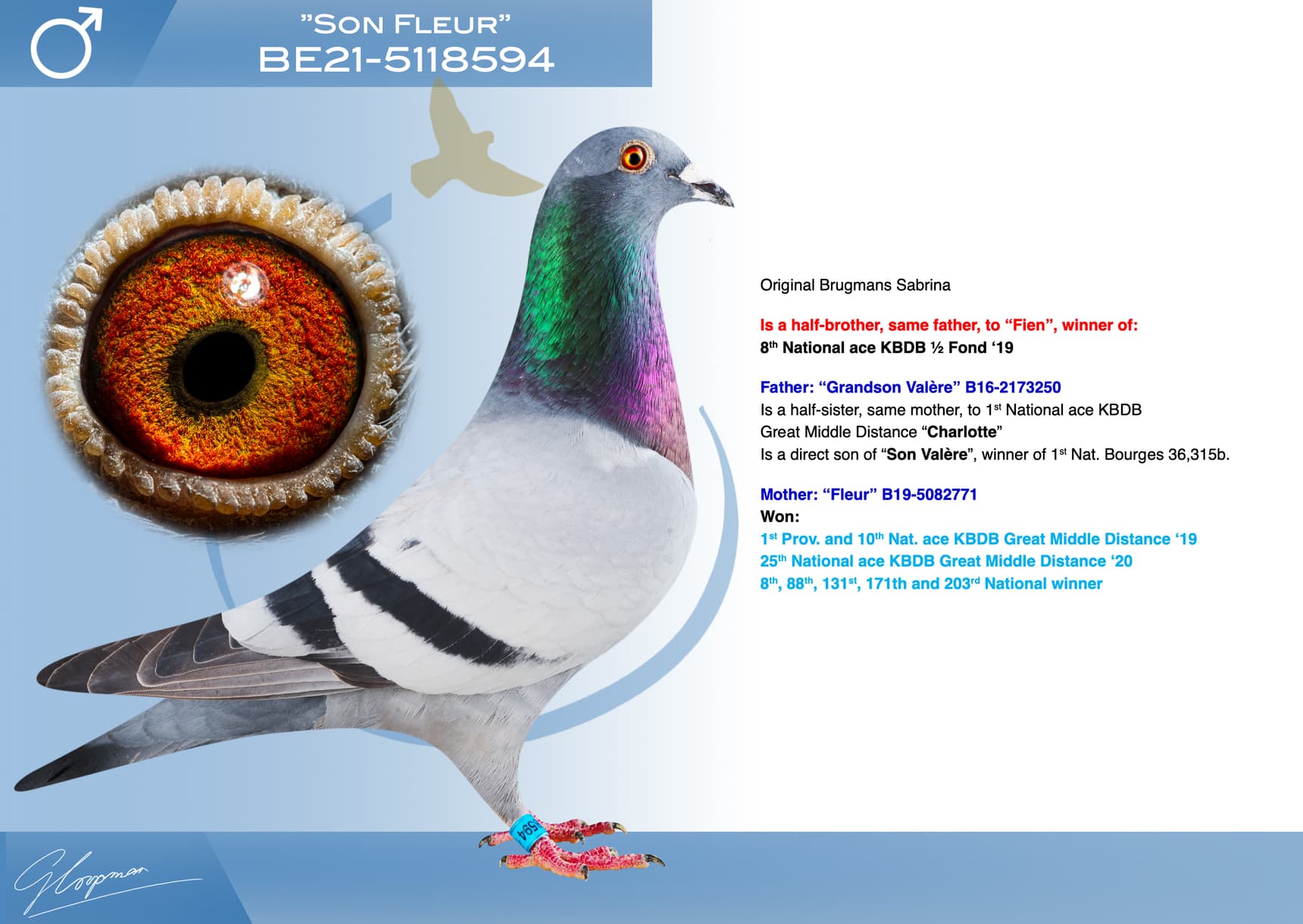 pigeon: undefined