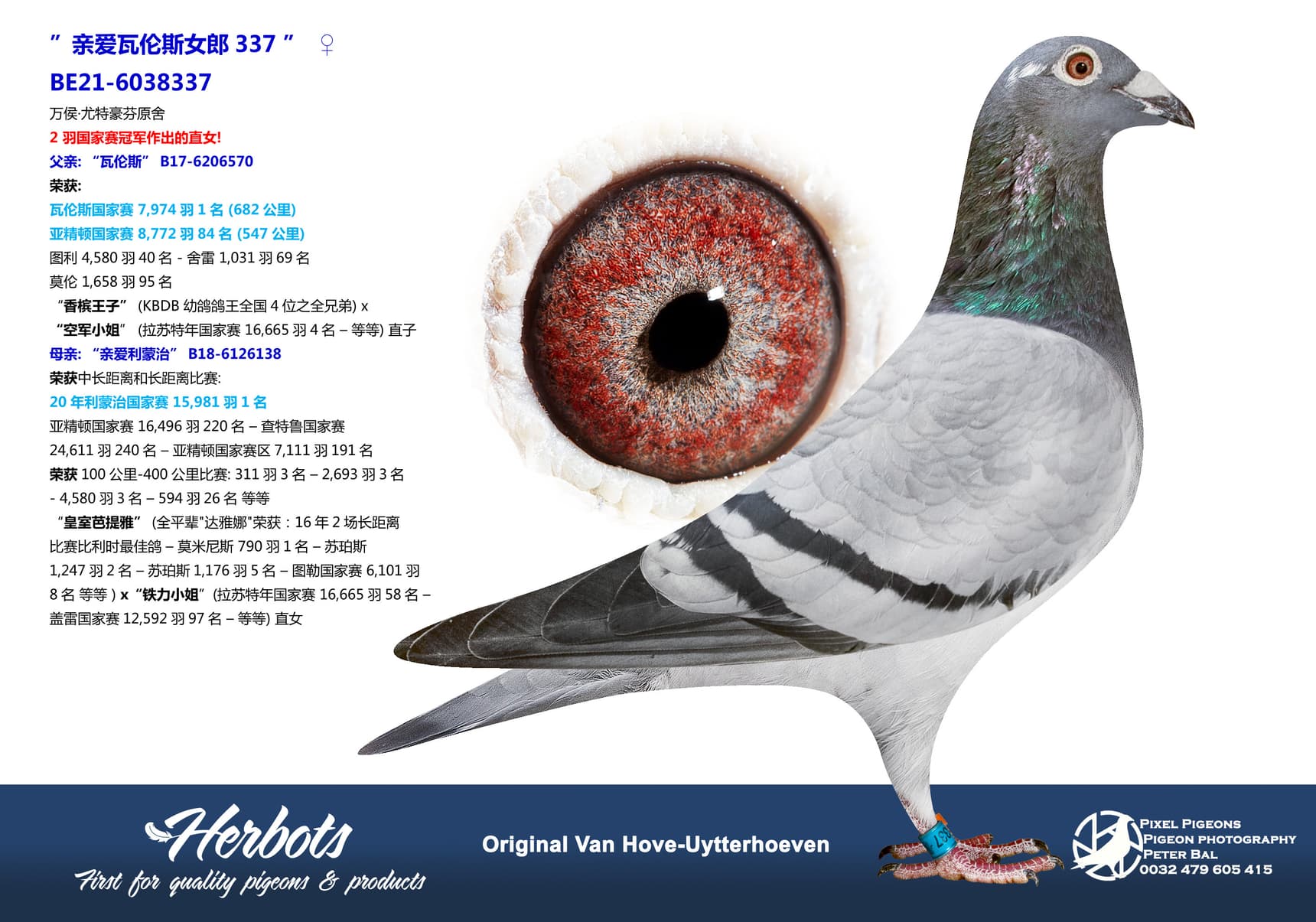 pigeon: undefined