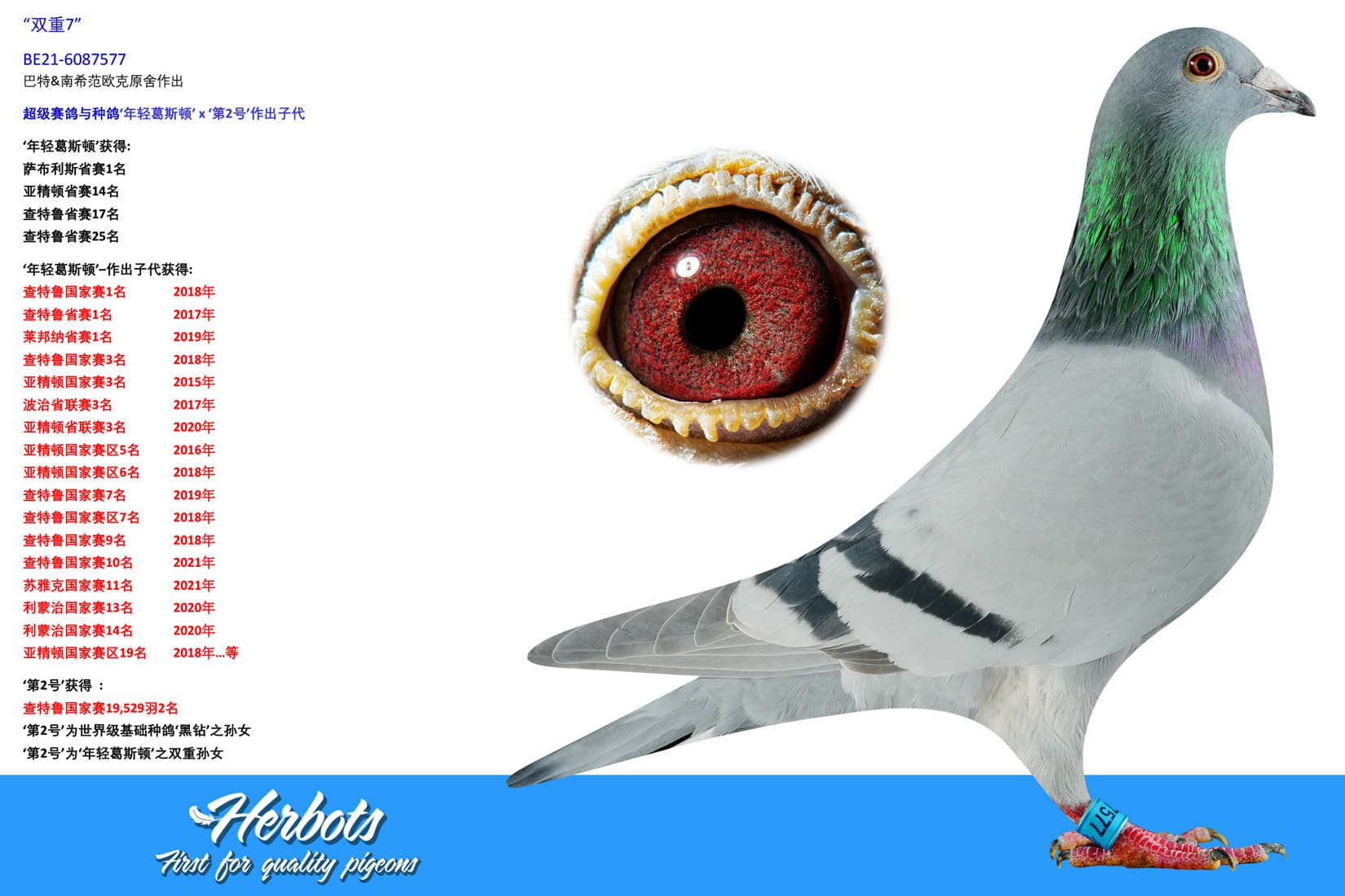 pigeon: undefined