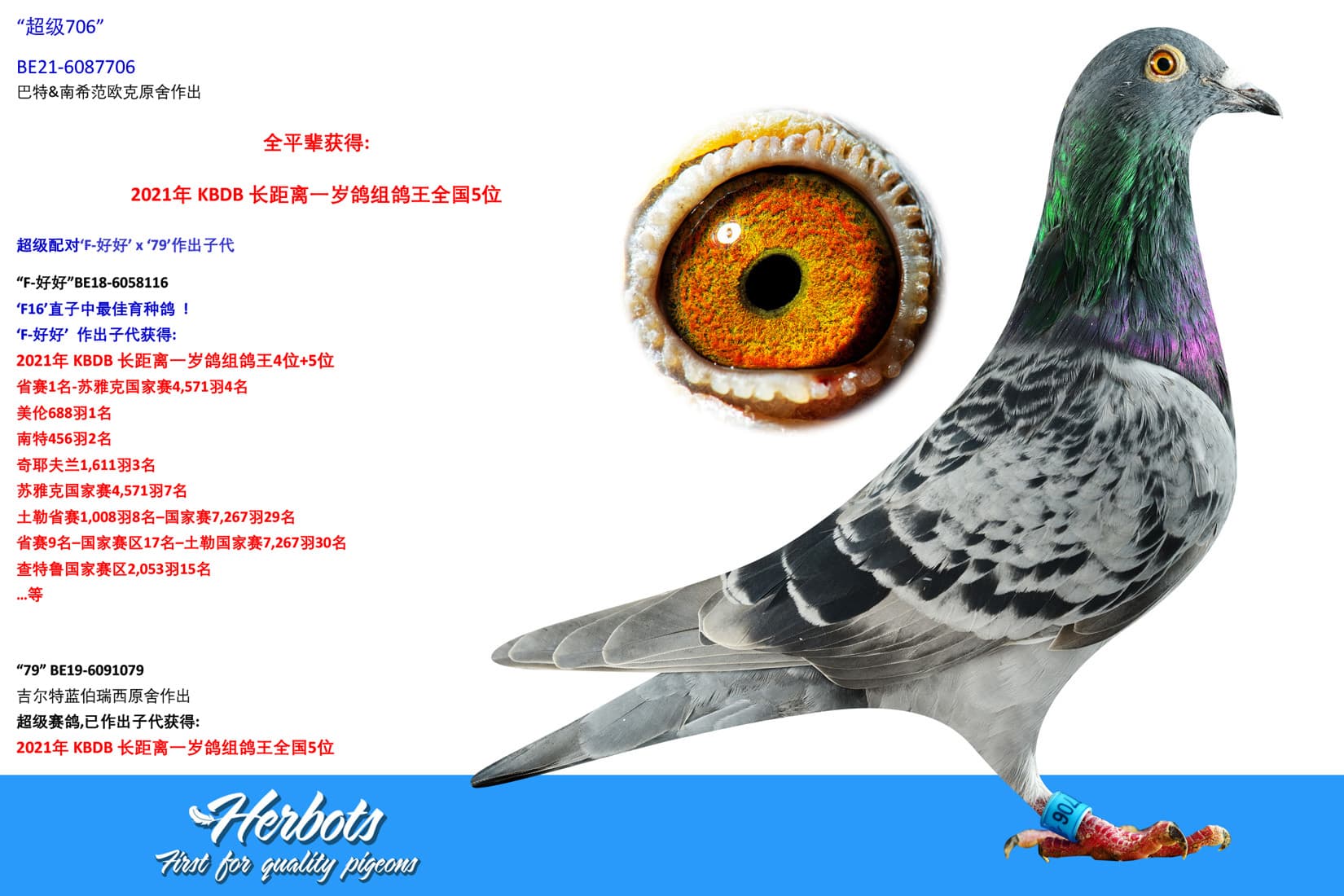 pigeon: undefined