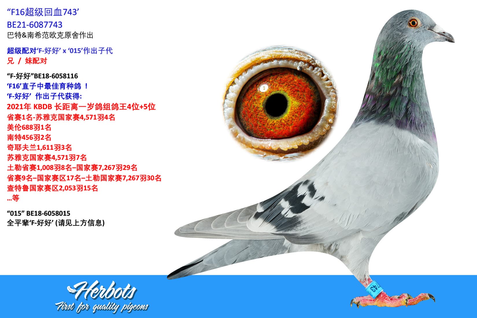 pigeon: undefined