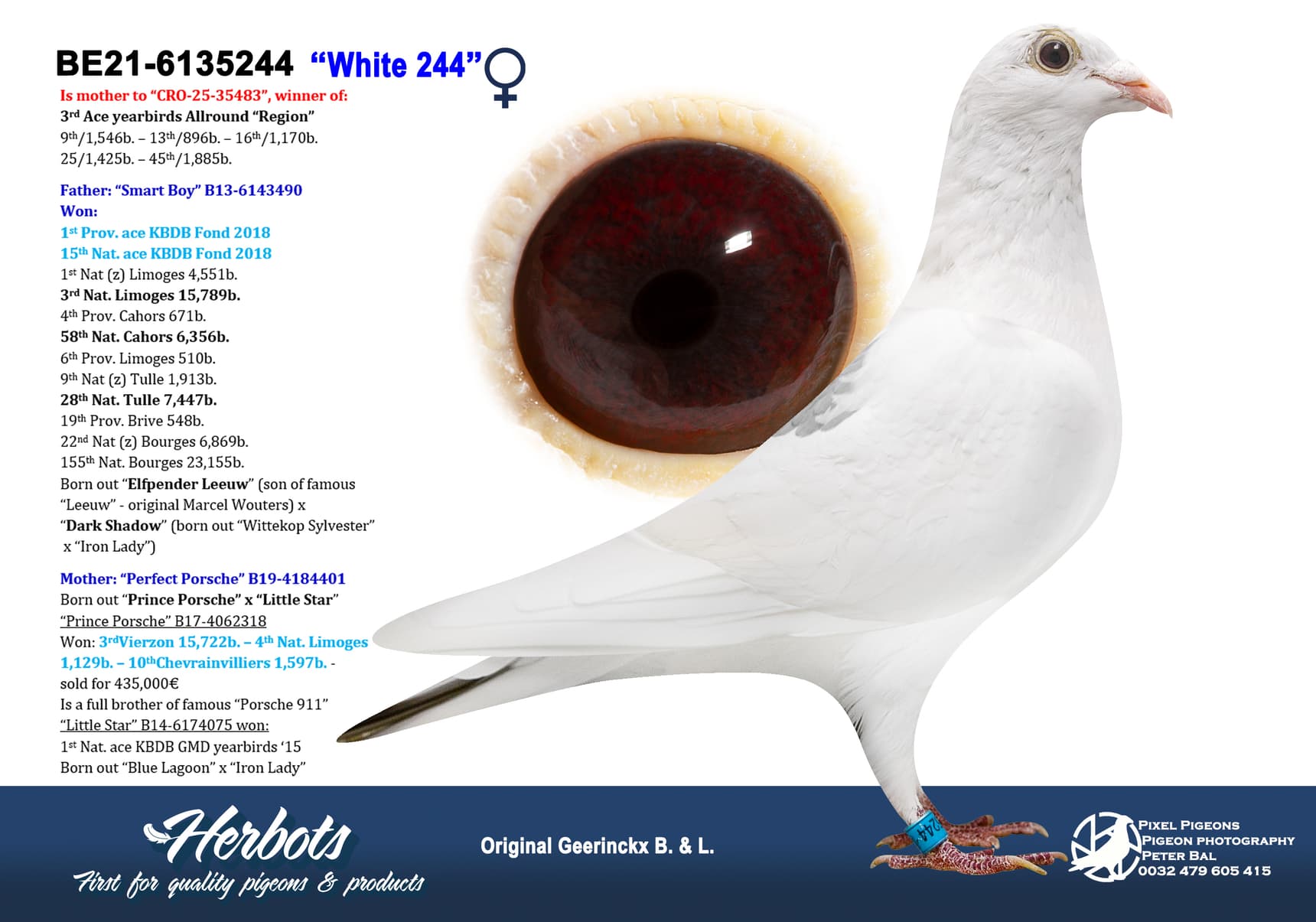 pigeon: undefined