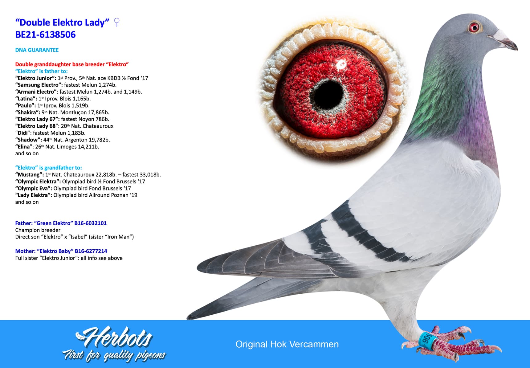 pigeon: undefined